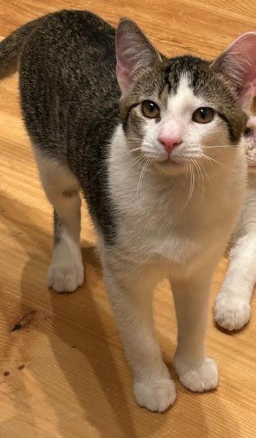 Enlarge Daniel, a ADOPTABLE Domestic Short Hair in Orangeburg, NY image 2/5