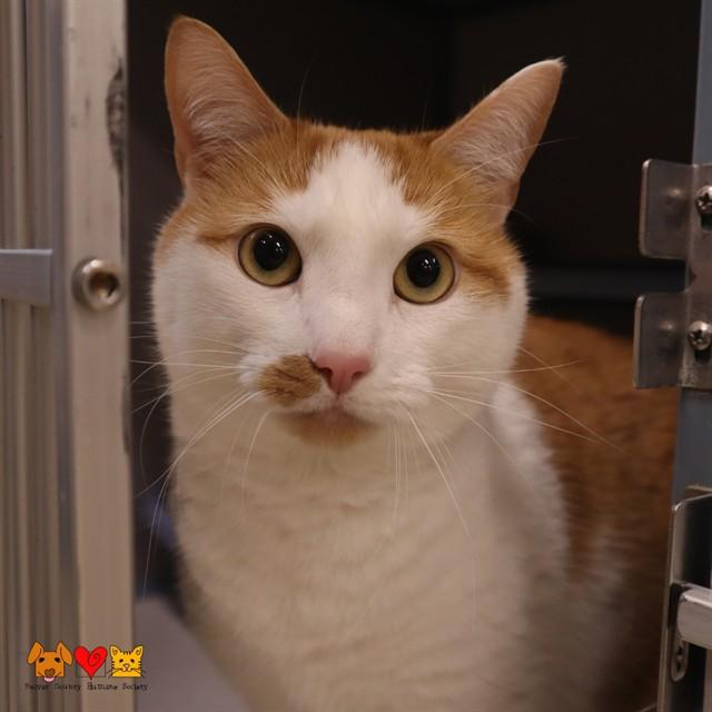 MILEY, Adoptable, Adult Female Domestic Short Hair.