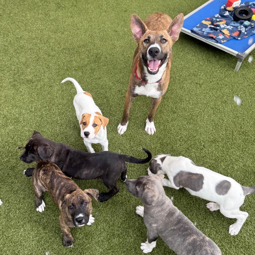 Melody, Adoptable, Adult Female Mixed Breed.