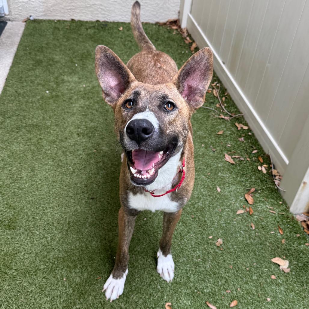 Enlarge Melody, a Adoptable Mixed Breed in Titusville, FL image 2/6