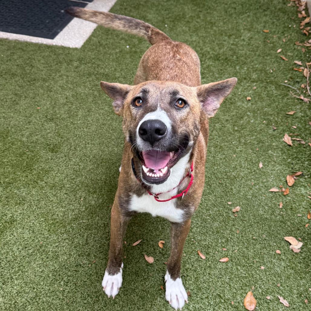 Enlarge Melody, a Adoptable Mixed Breed in Titusville, FL image 3/6