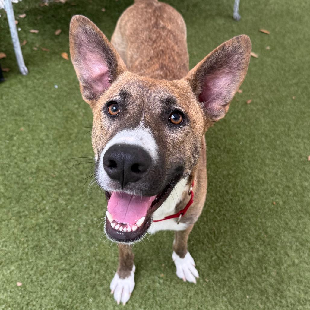 Enlarge Melody, a Adoptable Mixed Breed in Titusville, FL image 4/6