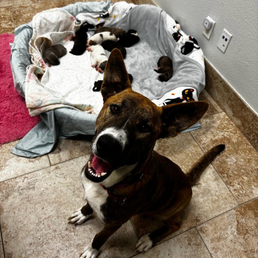 Enlarge Melody, a Adoptable Mixed Breed in Titusville, FL image 5/6