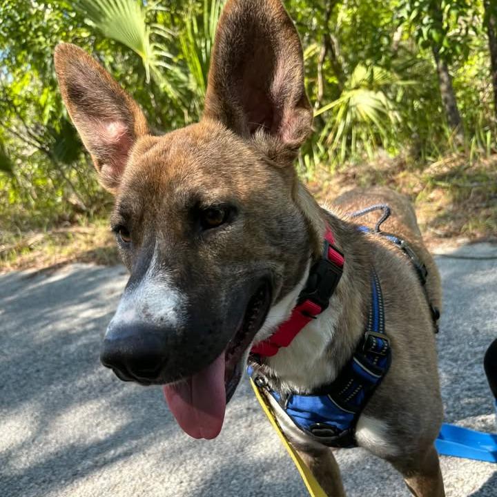 Enlarge Melody, a Adoptable Mixed Breed in Titusville, FL image 6/6