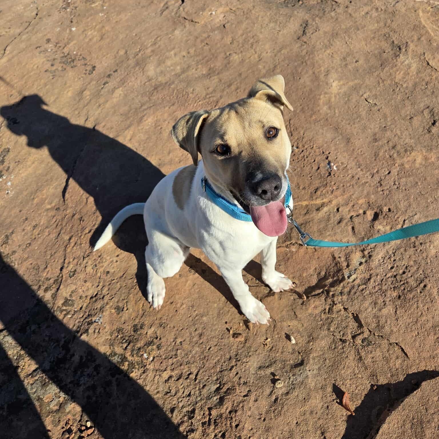 Payzlee, ADOPTABLE, Adult Female Pit Bull Terrier & Shar-Pei.
