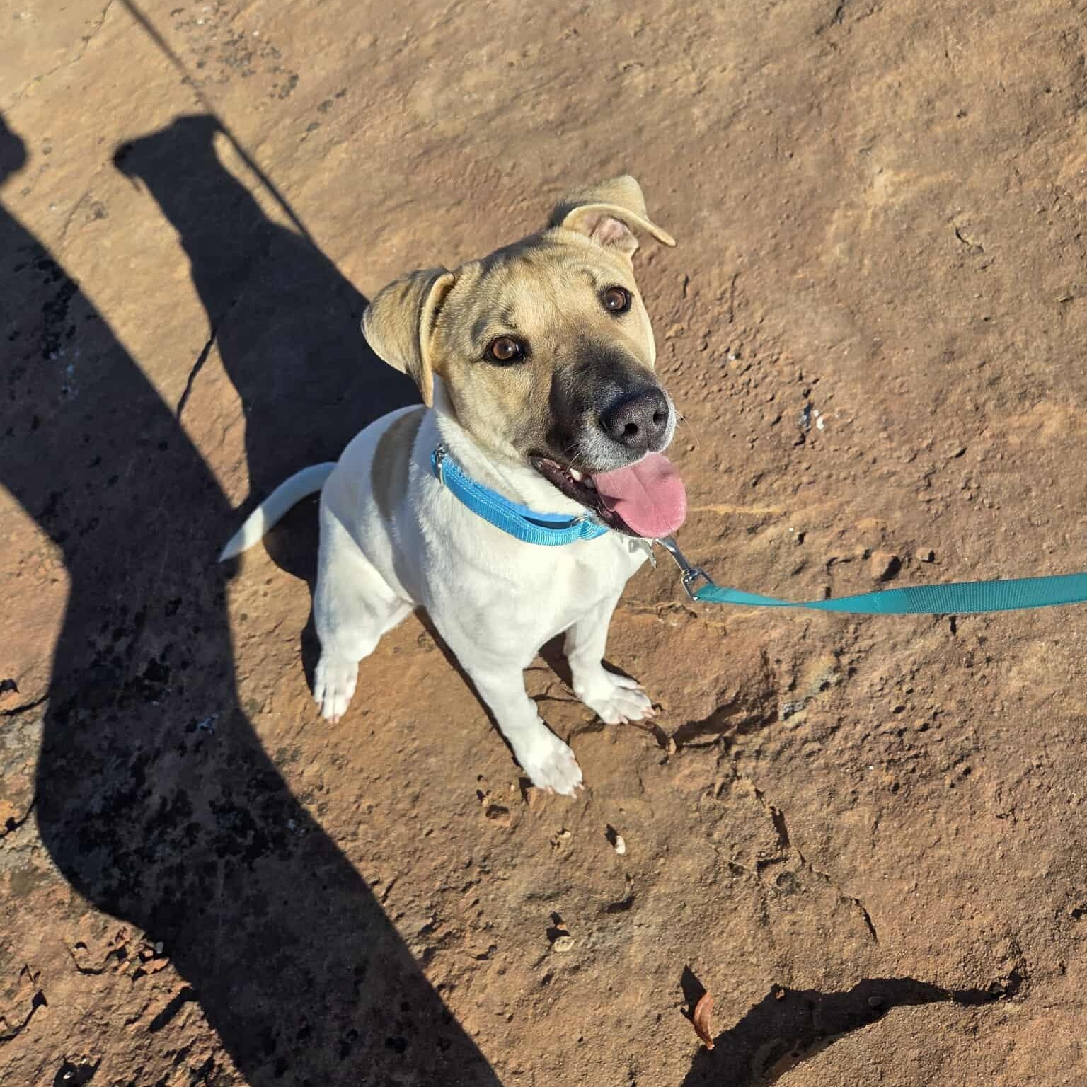 Payzlee, a ADOPTABLE mixed breed in Roosevelt, UT image 4/5
