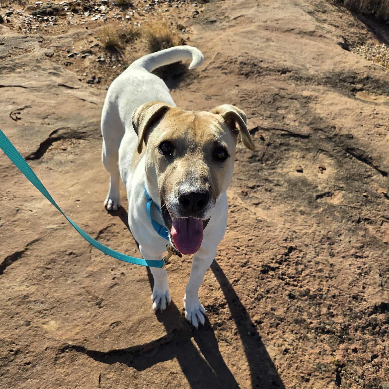 Payzlee, a ADOPTABLE mixed breed in Roosevelt, UT image 5/5