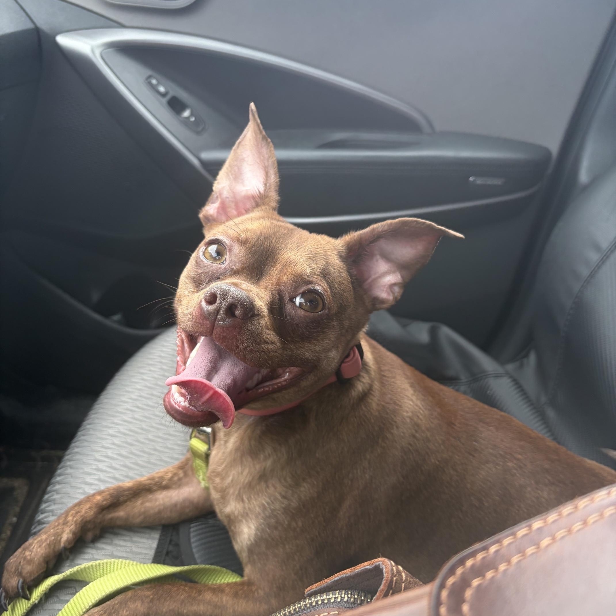 Enlarge Tootsie, a Adopted mixed breed in Seneca, PA image 1/3