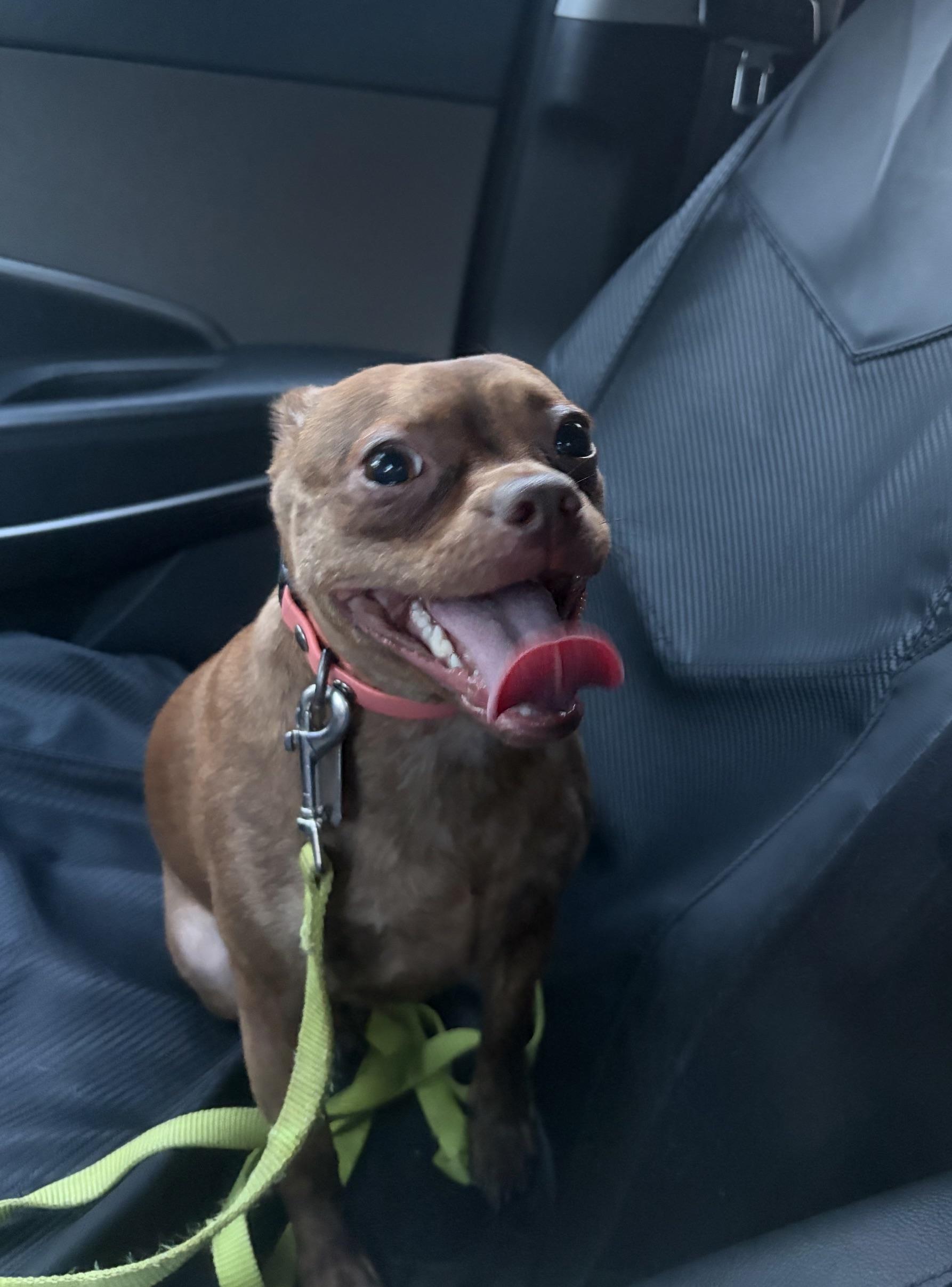 Enlarge Tootsie, a Adopted mixed breed in Seneca, PA image 2/3