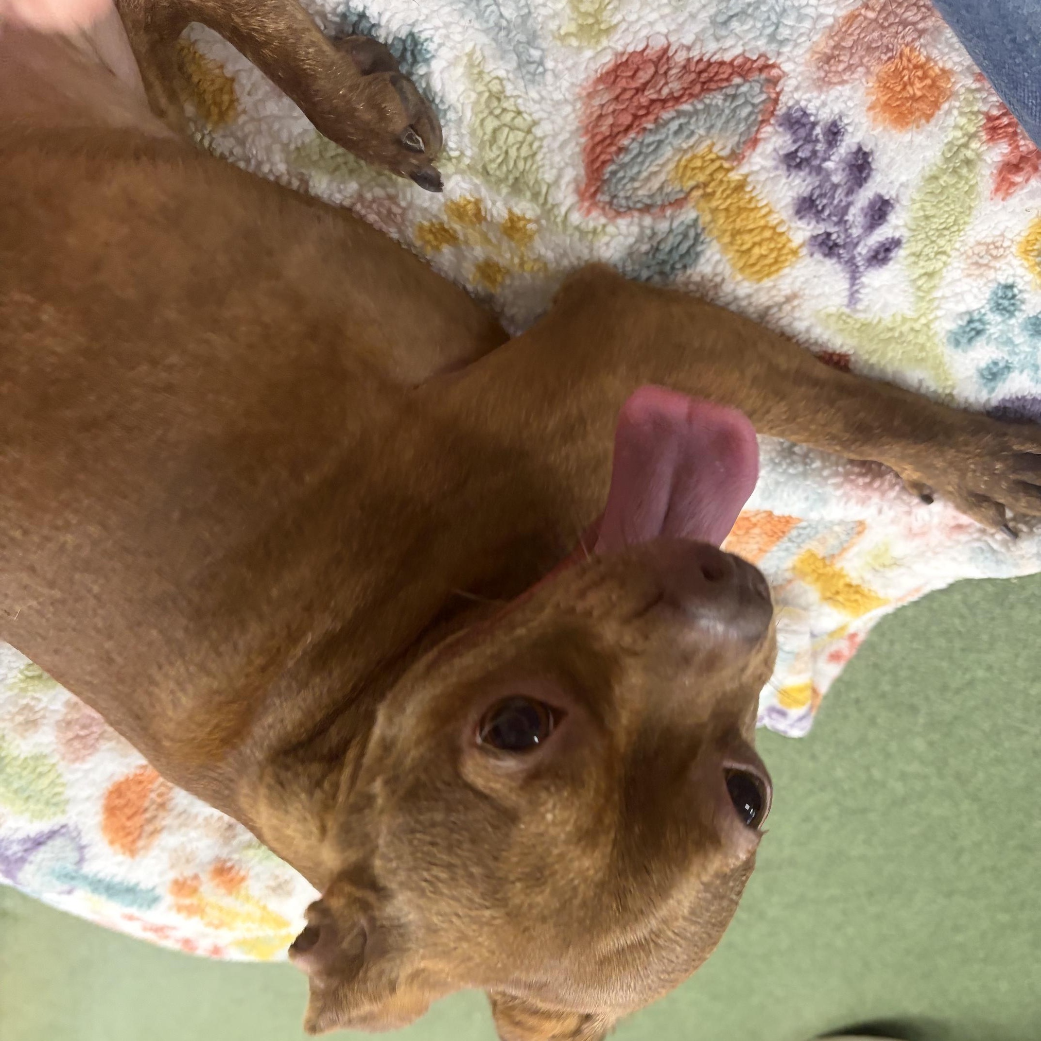 Enlarge Tootsie, a Adopted mixed breed in Seneca, PA image 3/3