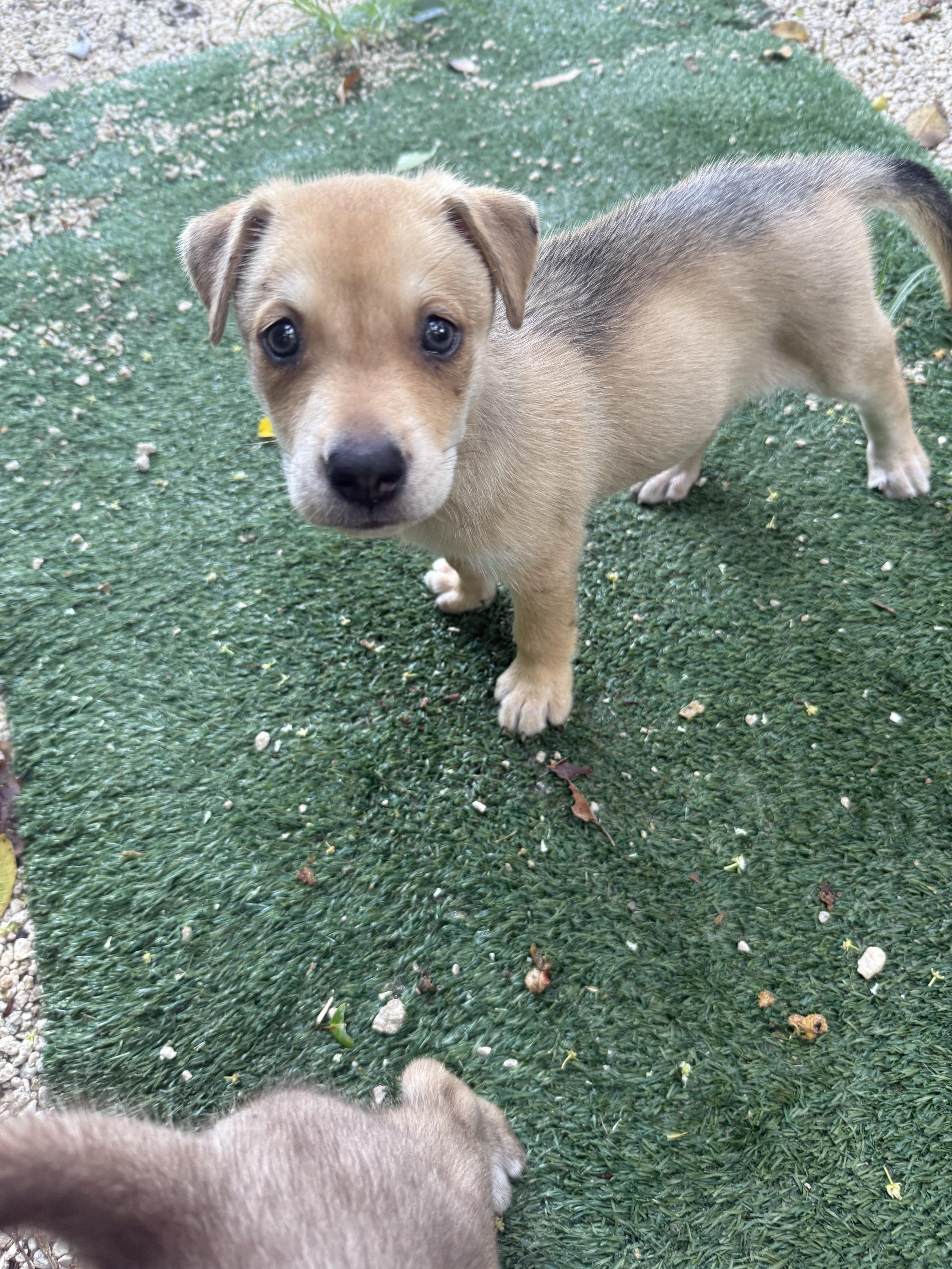Enlarge Benny, an adopted mixed breed in Miami, FL image 1/1