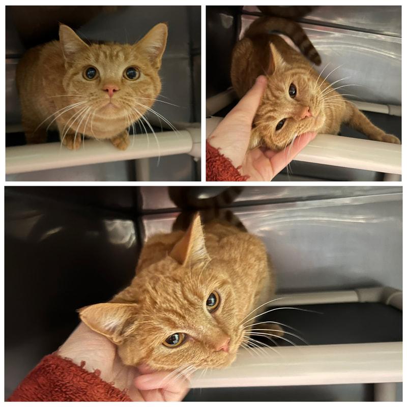 Peaches, adopted, Young Female Domestic Short Hair.