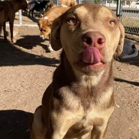 Rugby, a Adoptable mixed breed in Goliad, TX image 2/5