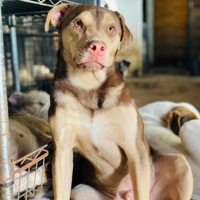 Rugby, a Adoptable mixed breed in Goliad, TX image 1/5