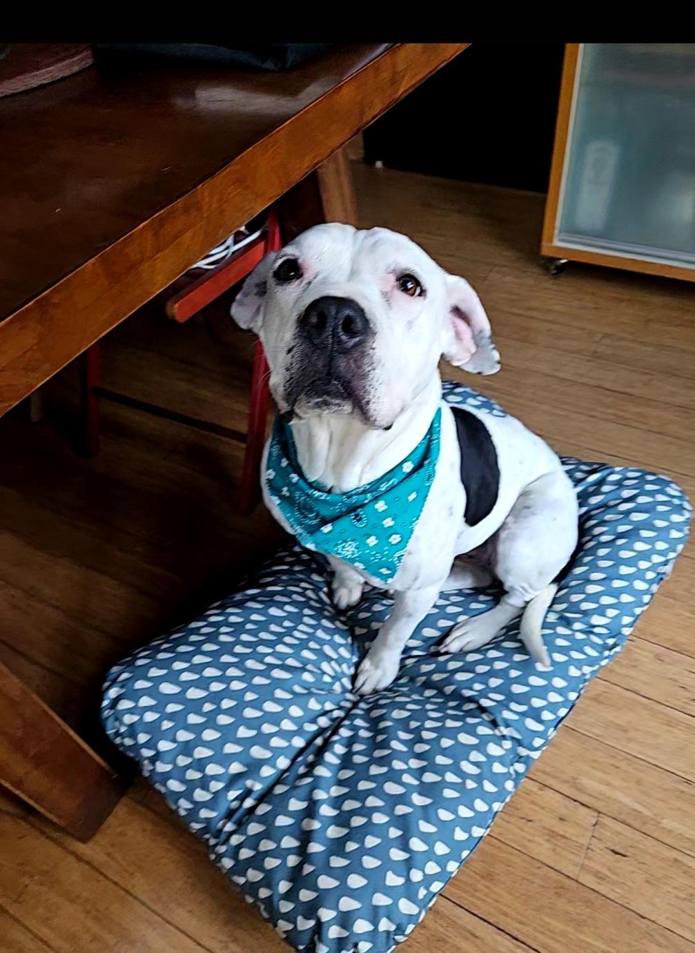 Robin, Adoptable, Adult Female American Staffordshire Terrier & American Bulldog.