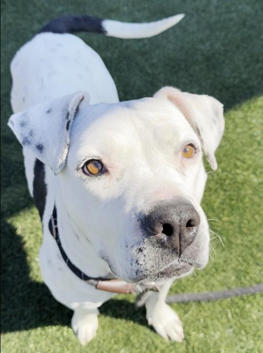 Enlarge Robin, a Adoptable mixed breed in Sierra Madre, CA image 4/6
