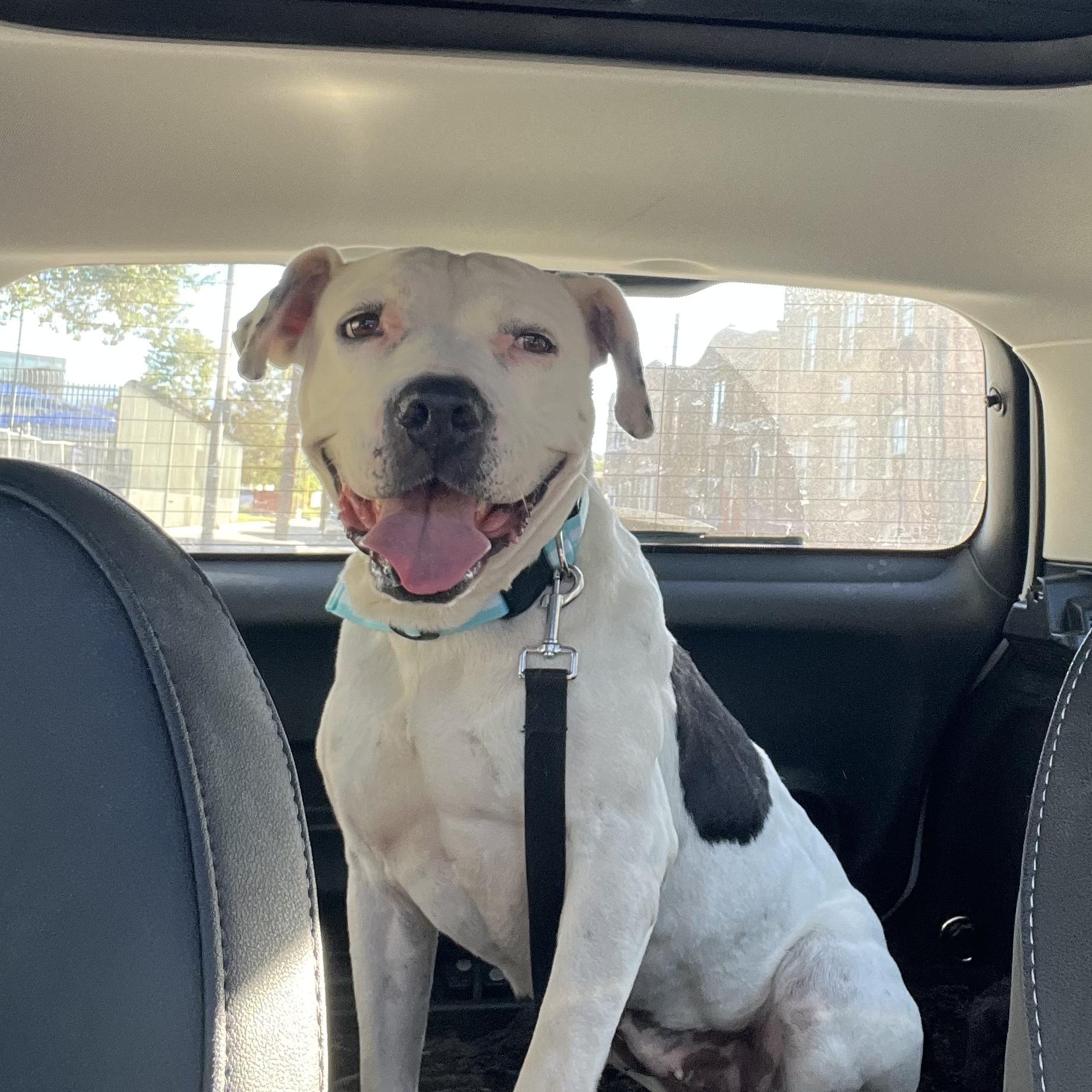 Hannah, Adoptable, Adult Female American Staffordshire Terrier & American Bulldog.