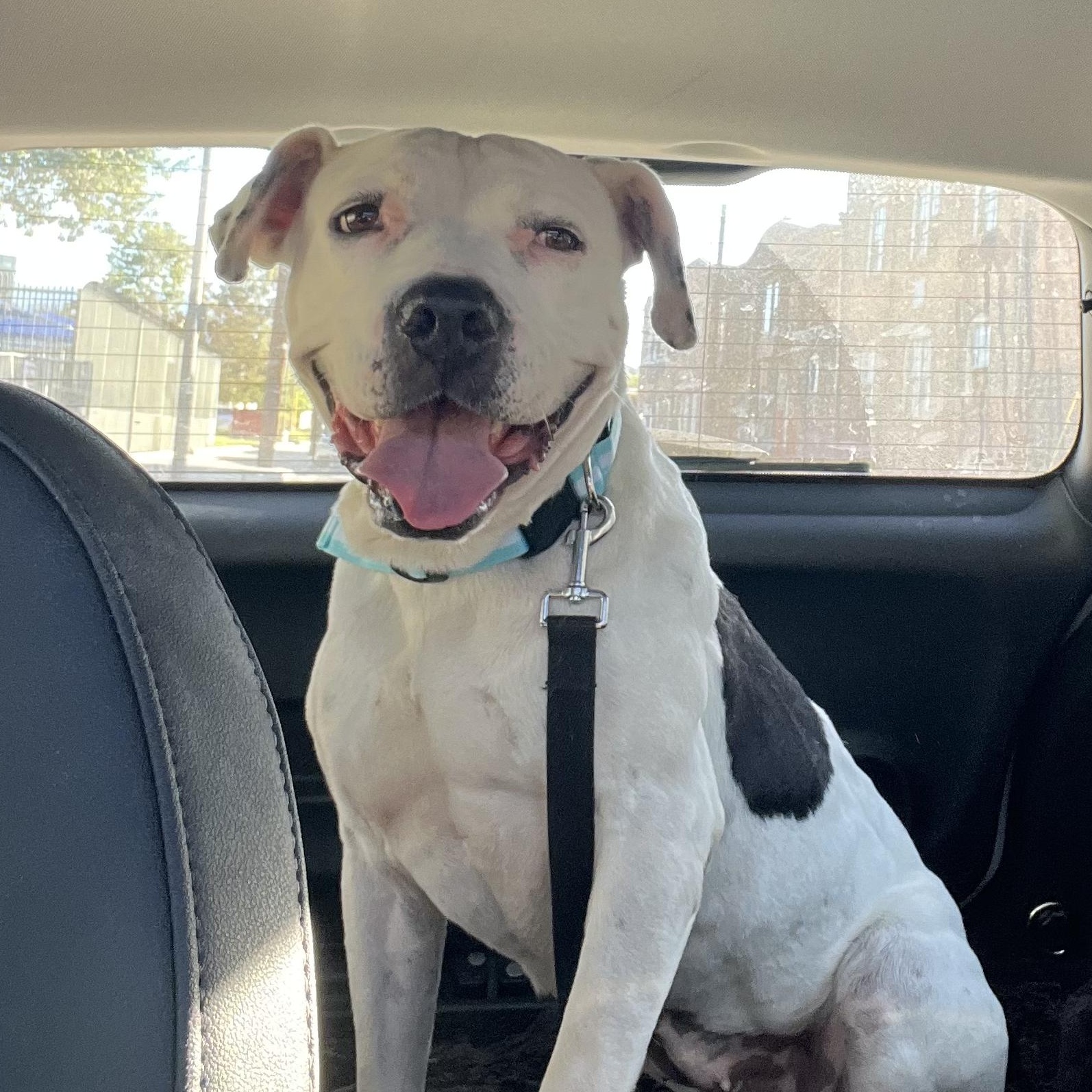 Enlarge Hannah, a Adoptable mixed breed in Los Angeles , CA image 1/6