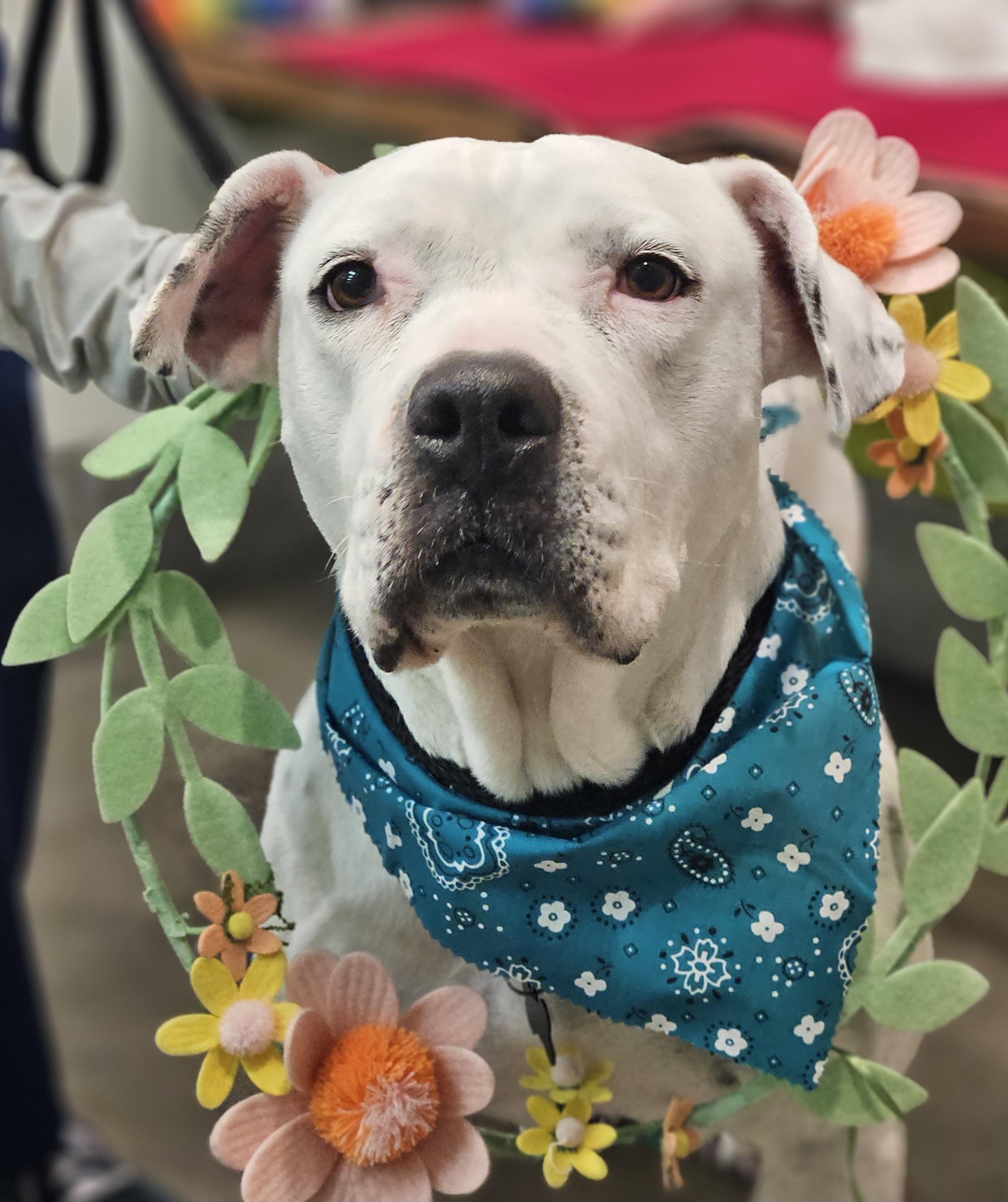 Hannah, Adoptable, Adult Female American Staffordshire Terrier & American Bulldog.