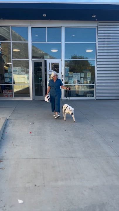 Enlarge Robin, a Adoptable mixed breed in Sierra Madre, CA video 5/6