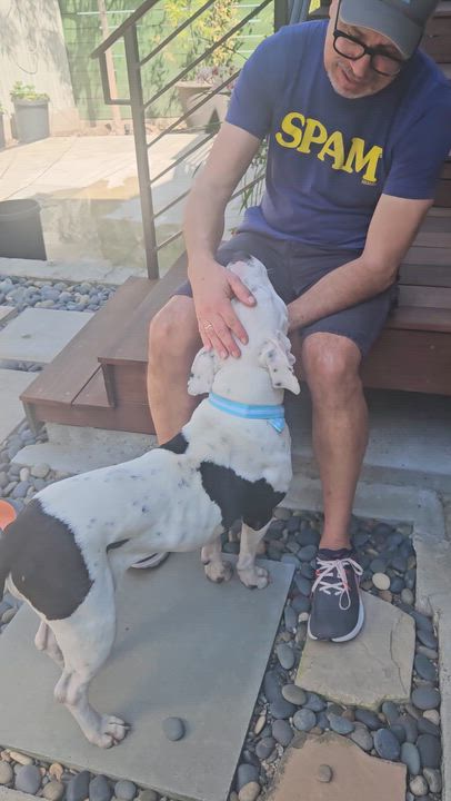 Enlarge Robin, a Adoptable mixed breed in Sierra Madre, CA video 6/6