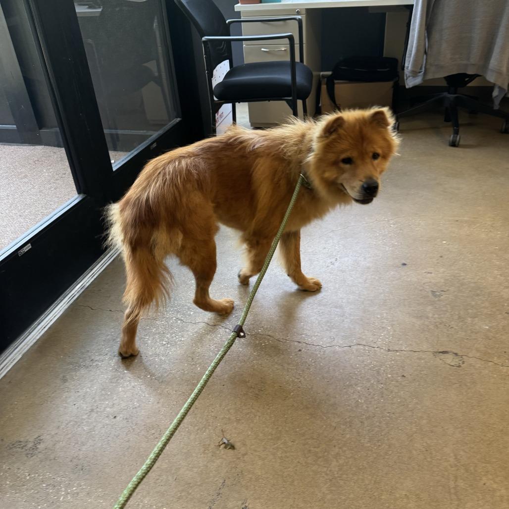 Codename: Roxy, Adoptable, Adult Female Chow Chow & Mixed Breed.