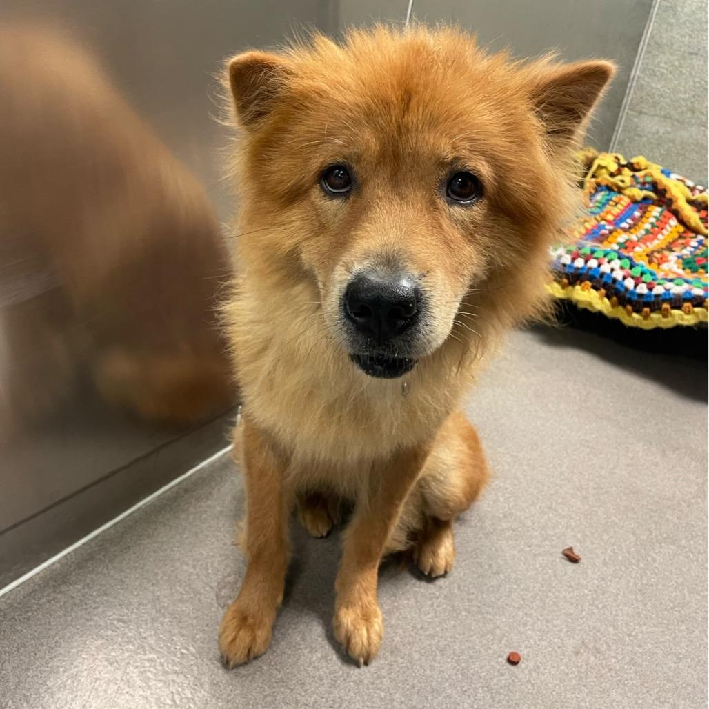 Enlarge Codename: Roxy, a Adoptable mixed breed in Baltimore, MD image 2/3