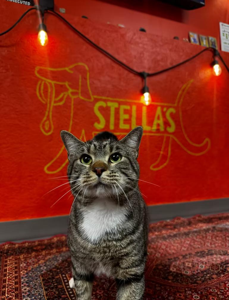 Enlarge Greg, a Adoptable Tabby in Winston Salem , NC image 1/1