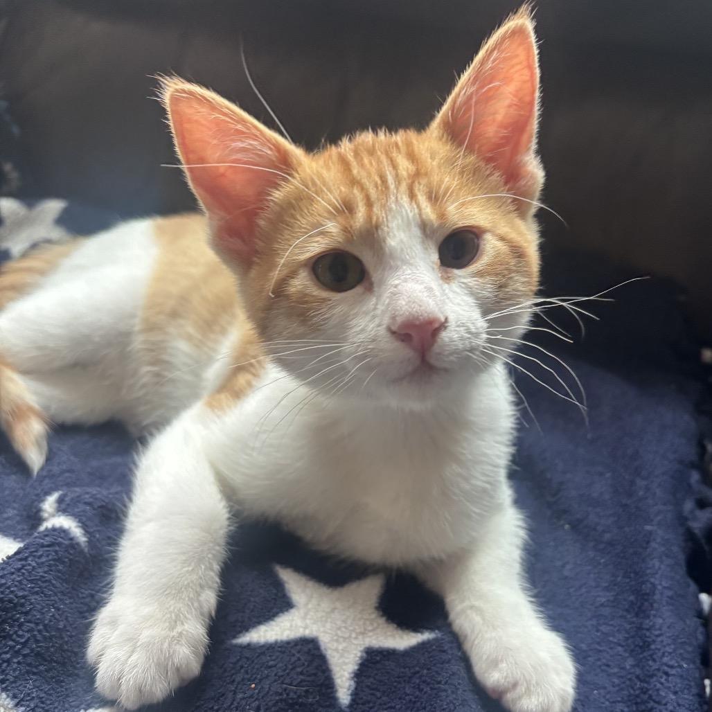 Enlarge Princess Pea, an adopted Domestic Short Hair in Blackfoot, ID image 1/1