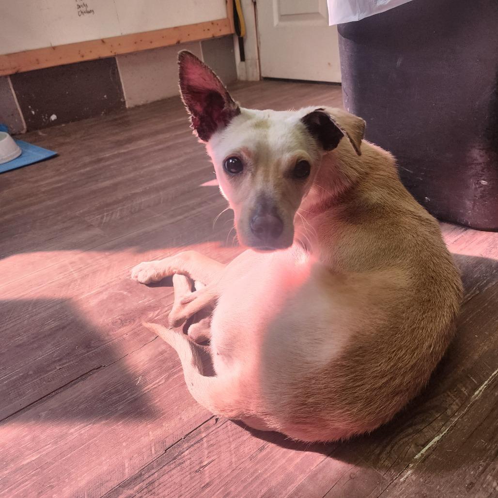 Enlarge Kimmie, a Adoptable mixed breed in Evensville, TN image 1/3