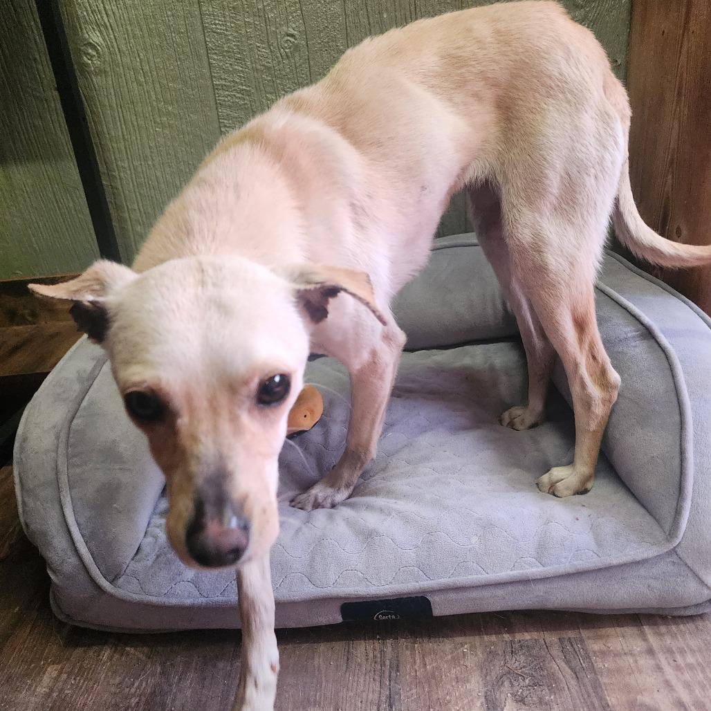 Enlarge Kimmie, a Adoptable mixed breed in Evensville, TN image 2/3