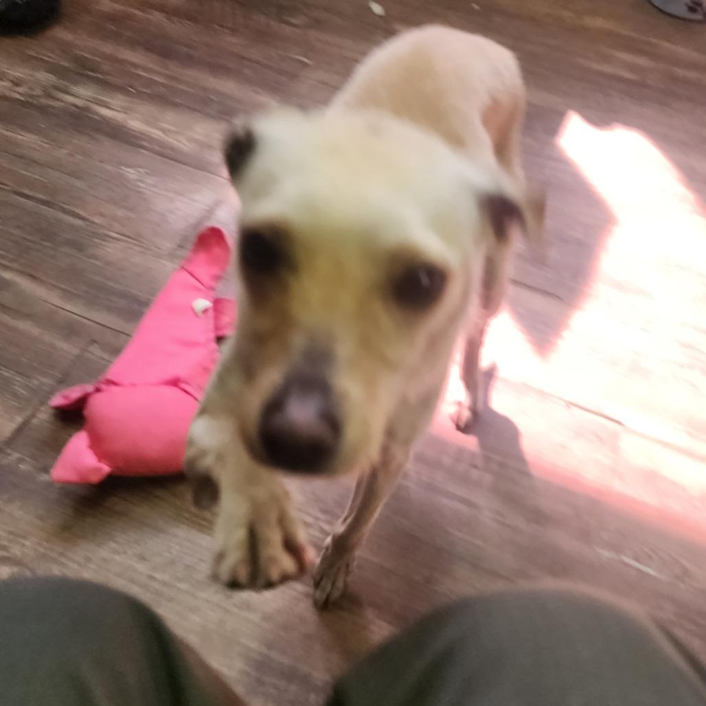 Enlarge Kimmie, a Adoptable mixed breed in Evensville, TN image 3/3