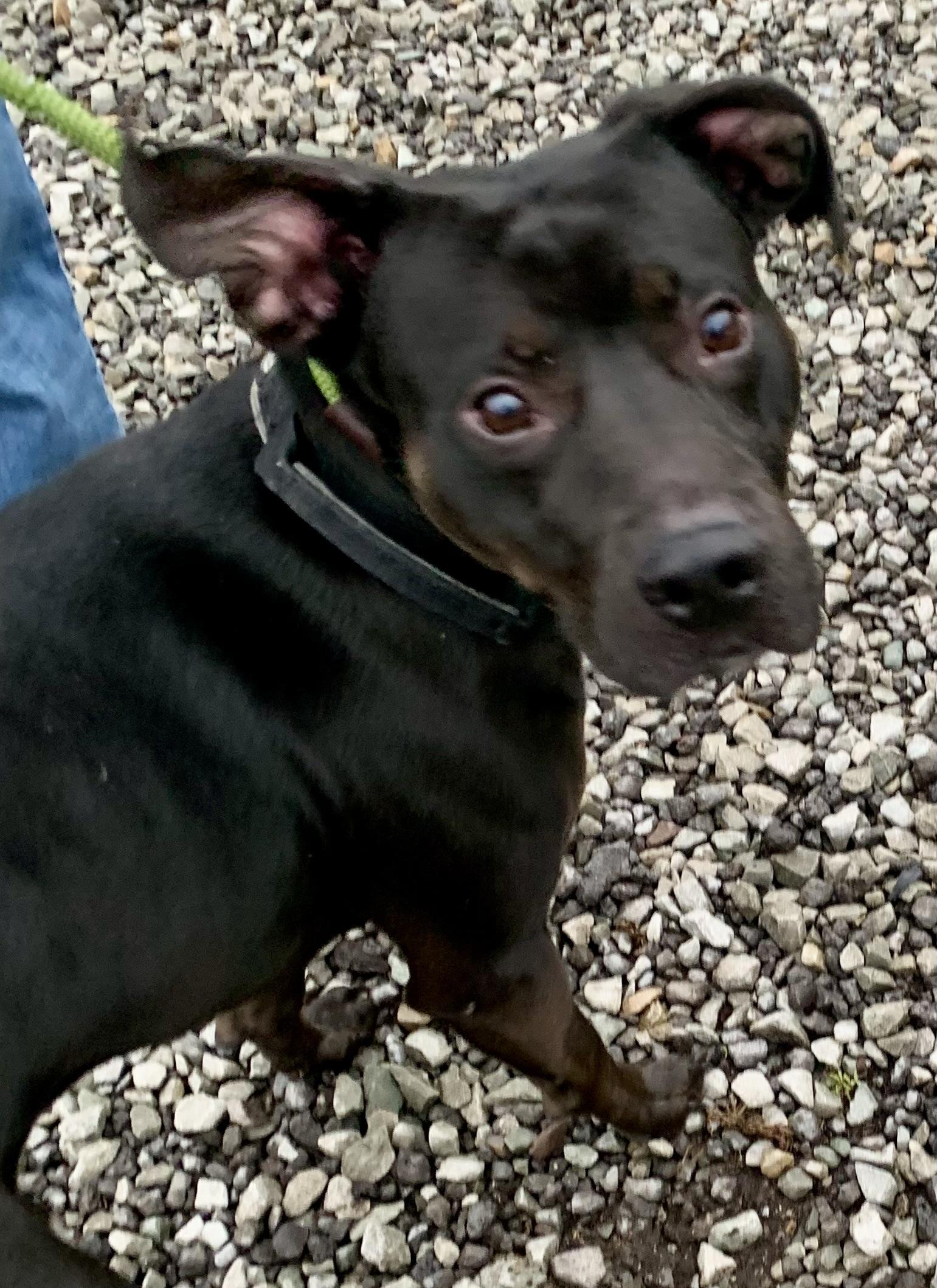 Mouse, an adopted mixed breed in McKeesport, PA image 3/6