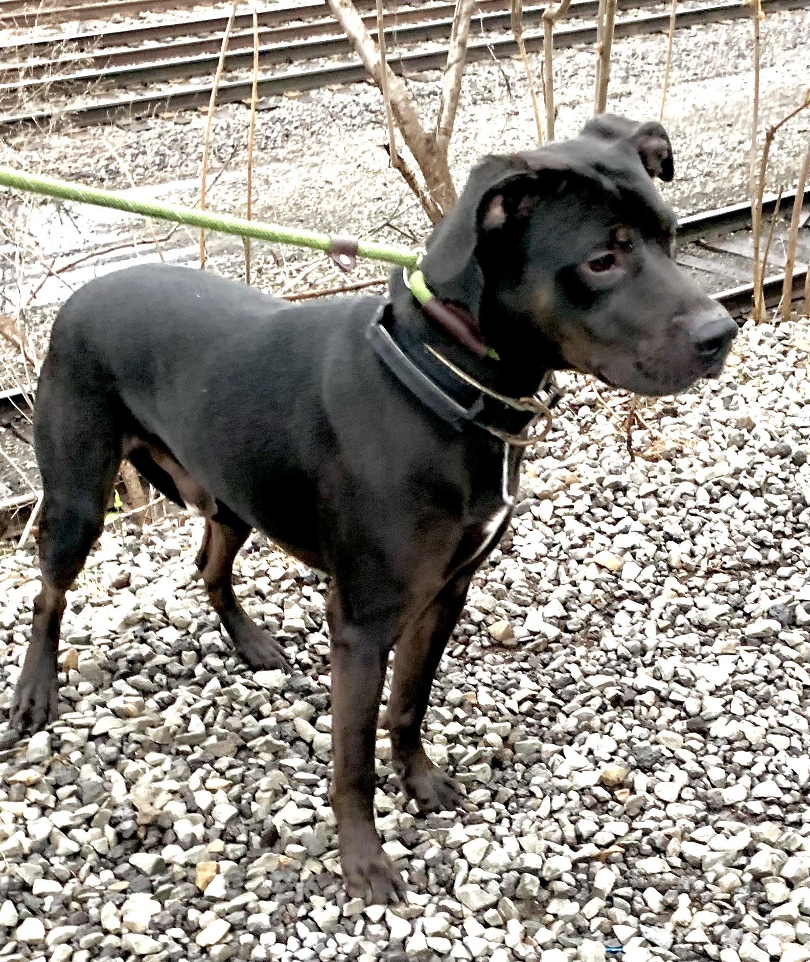 Mouse, an adopted mixed breed in McKeesport, PA image 5/6