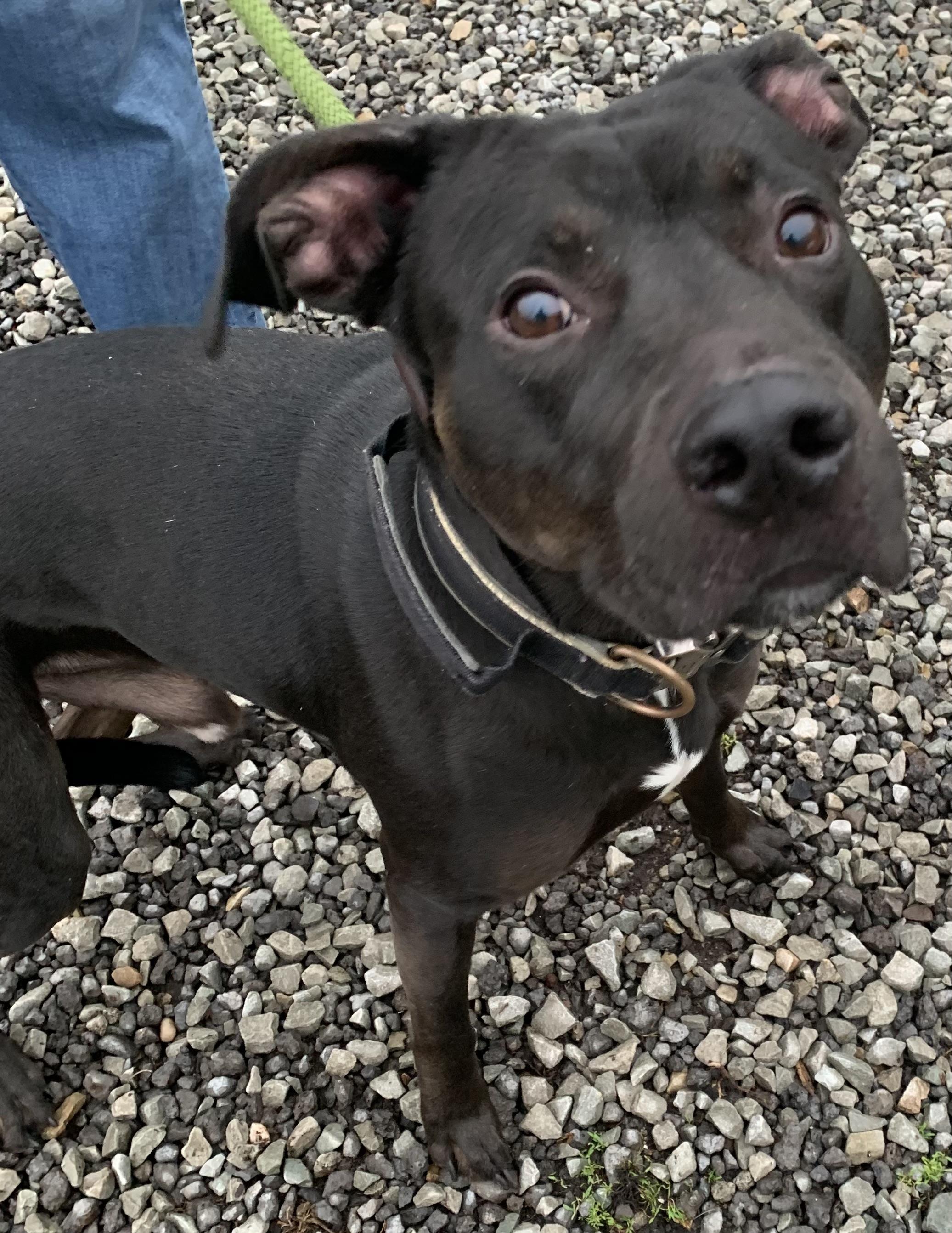 Mouse, adopted, Young Male Black Labrador Retriever.