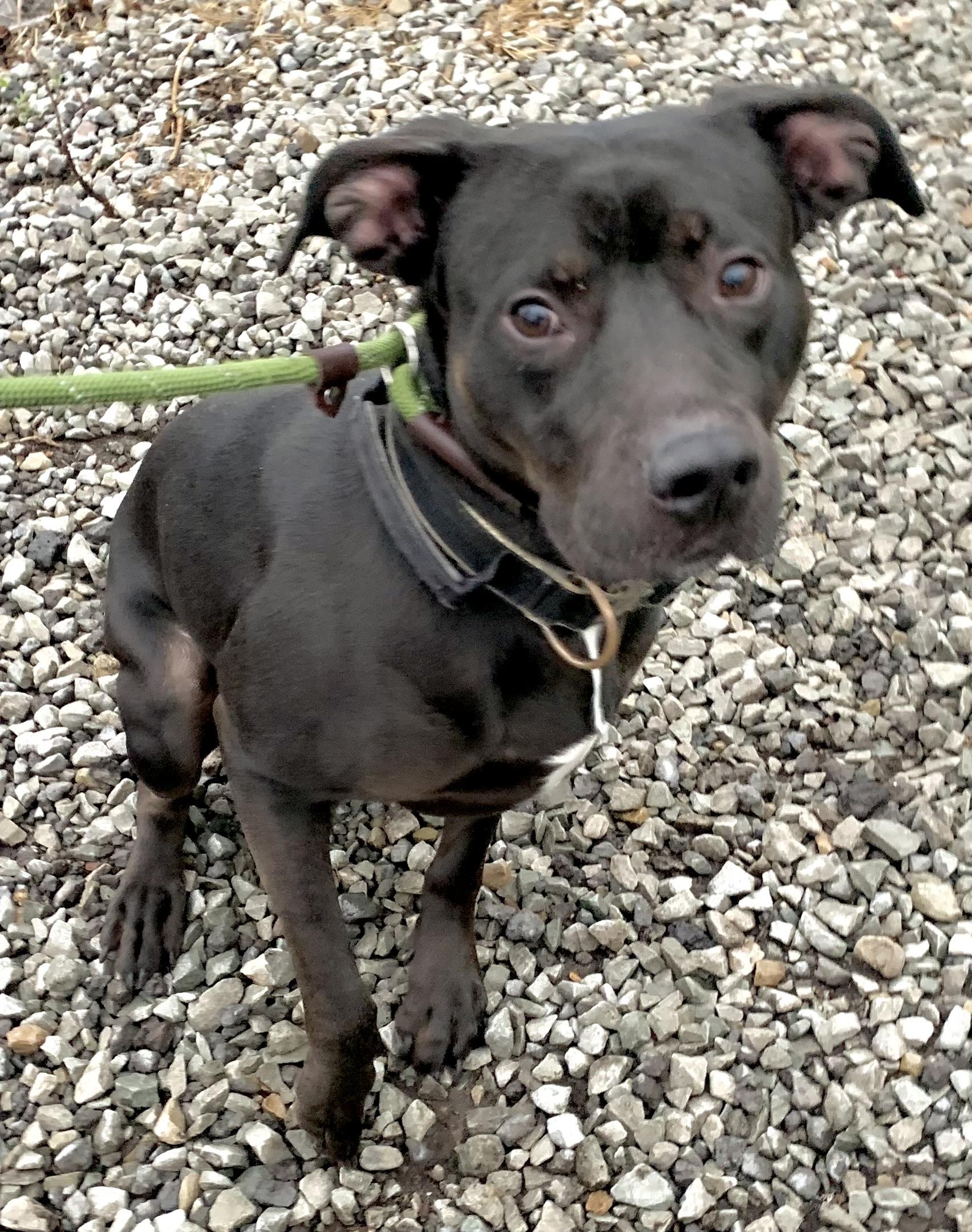 Mouse, an adopted mixed breed in McKeesport, PA image 4/6