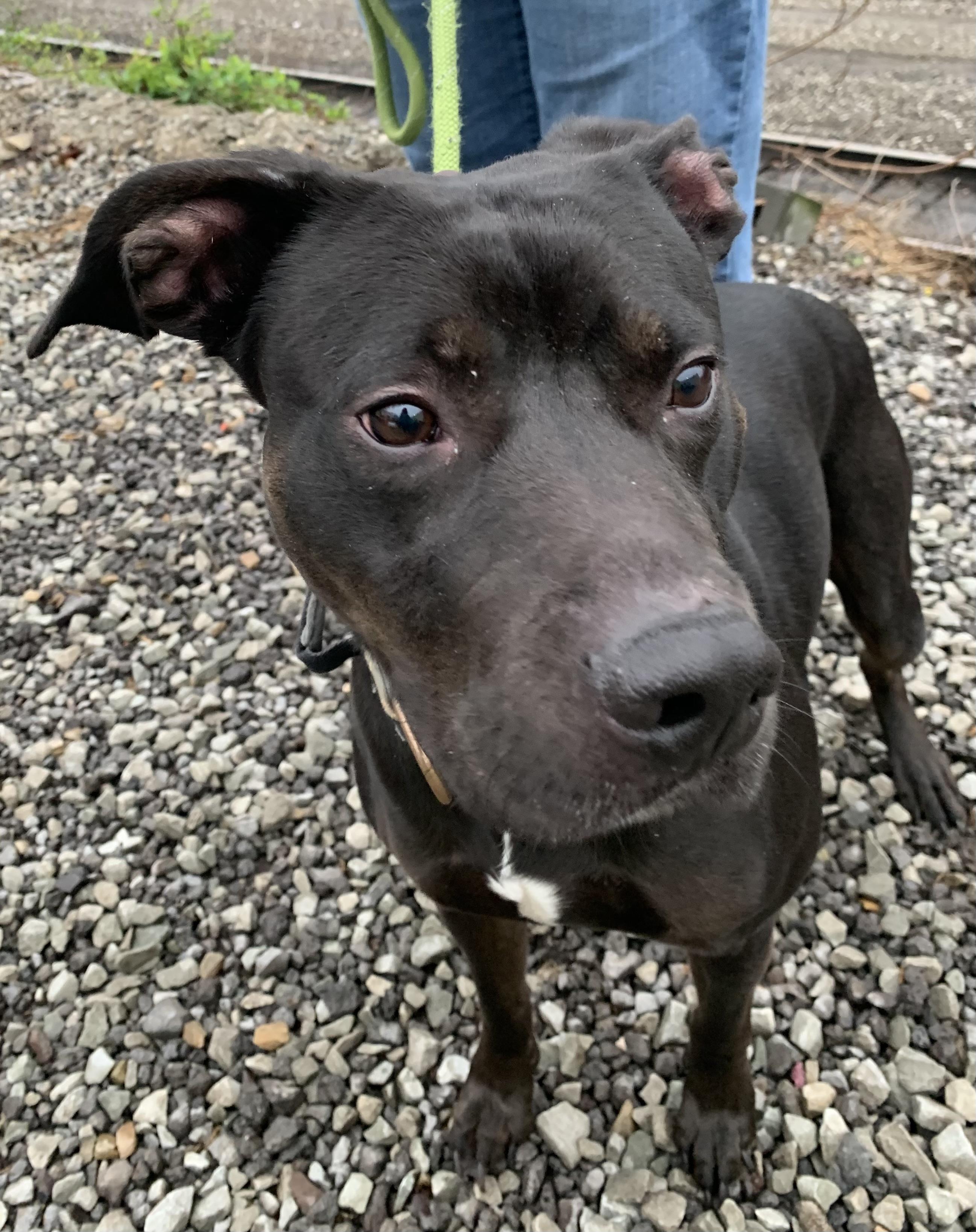 Mouse, an adopted mixed breed in McKeesport, PA image 6/6