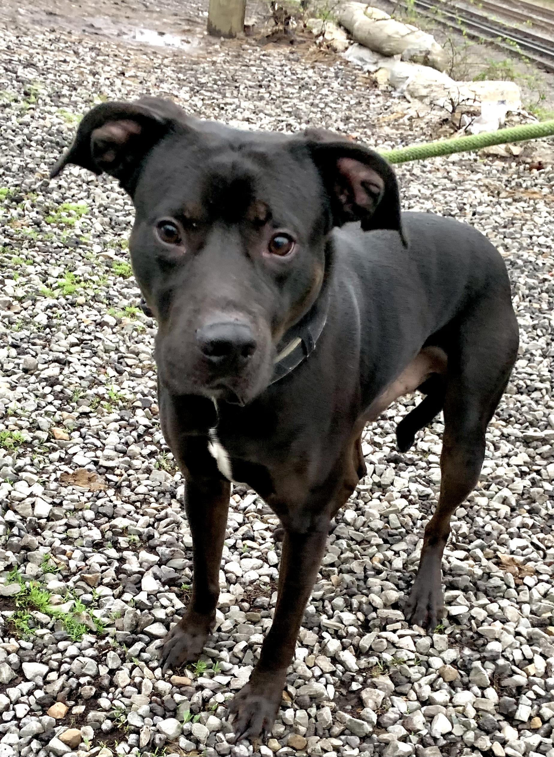 Mouse, an adopted mixed breed in McKeesport, PA image 2/6