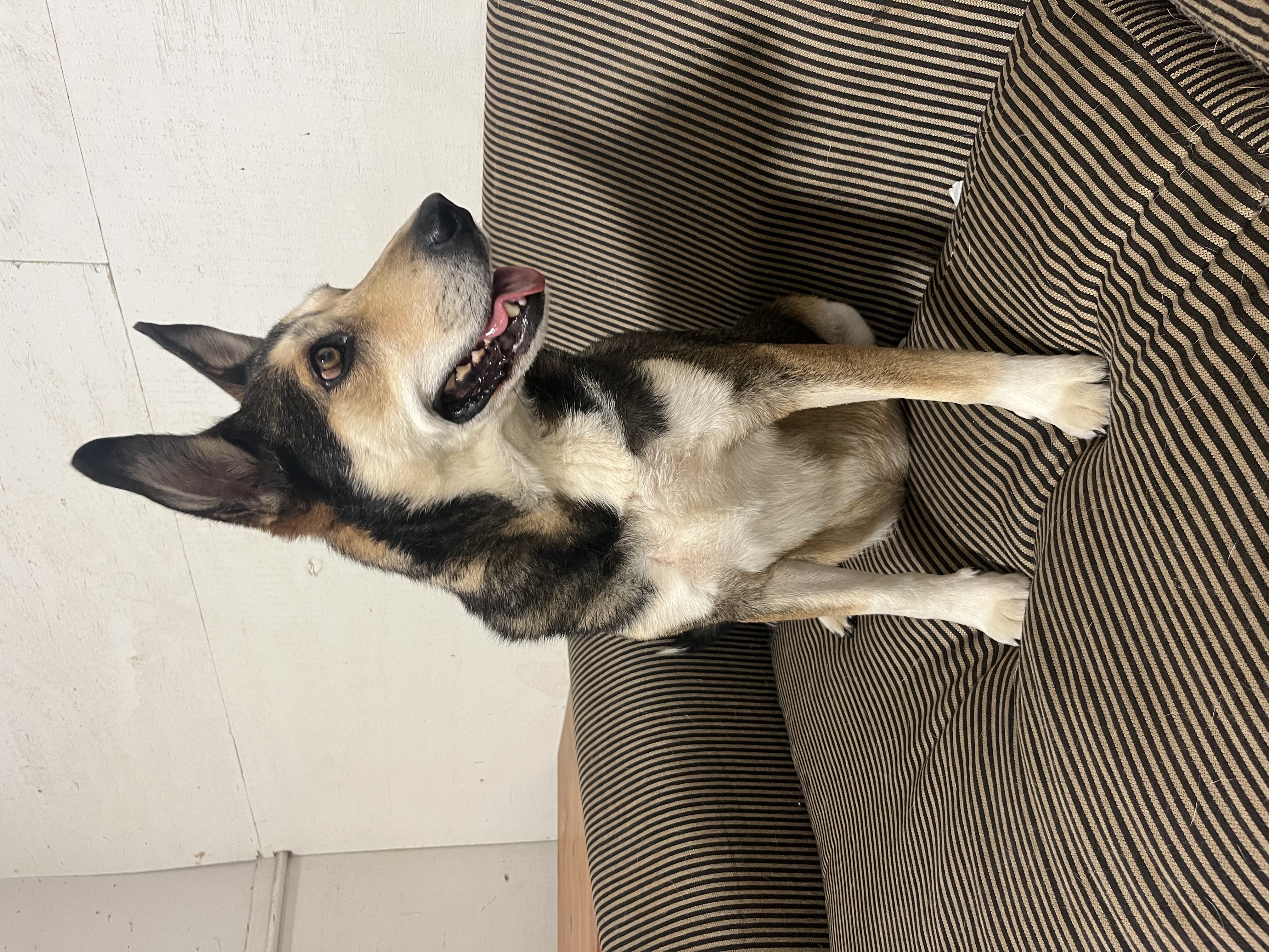 Teddy, a Adoptable German Shepherd Dog in Jacksonville, TX image 2/6