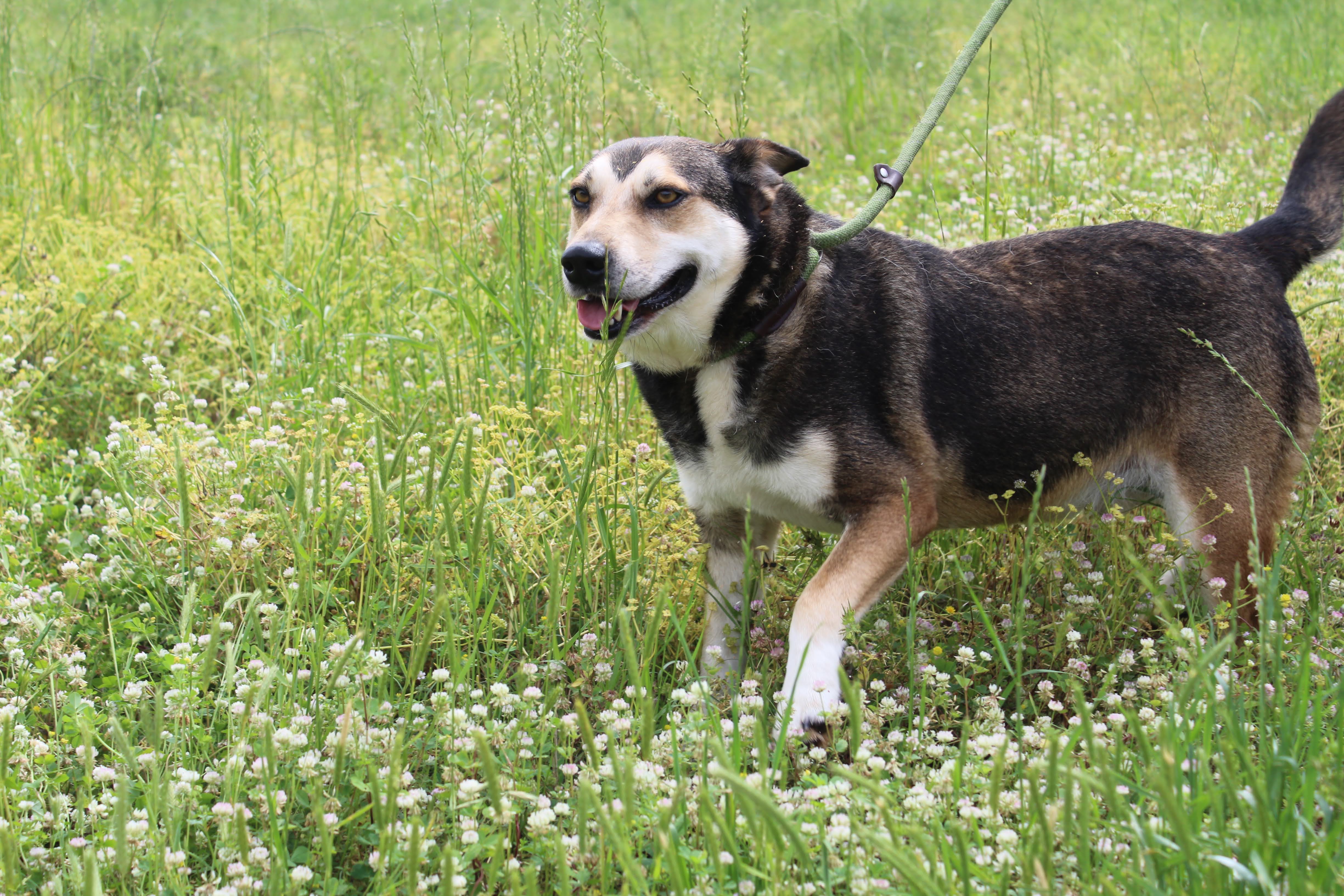 Teddy, a Adoptable German Shepherd Dog in Jacksonville, TX image 3/6