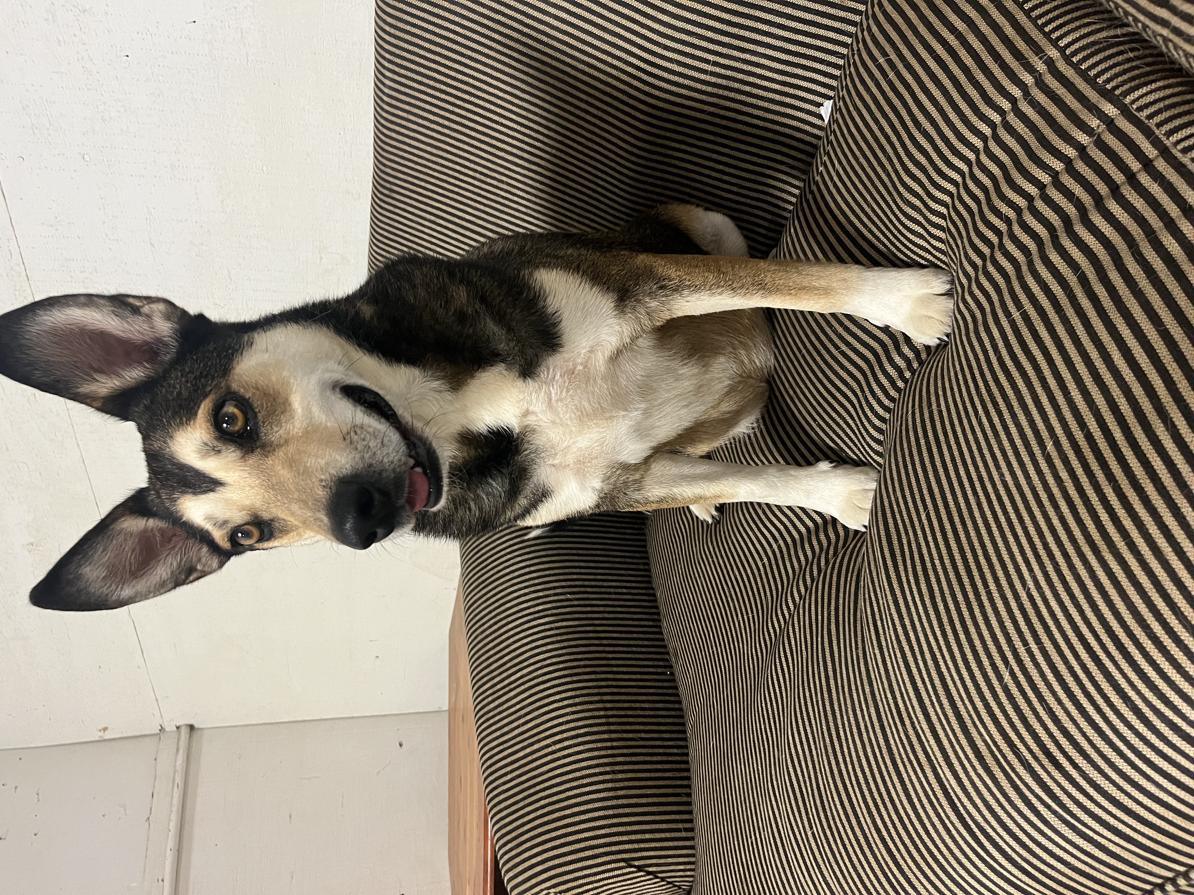 Teddy, a Adoptable German Shepherd Dog in Jacksonville, TX image 4/6