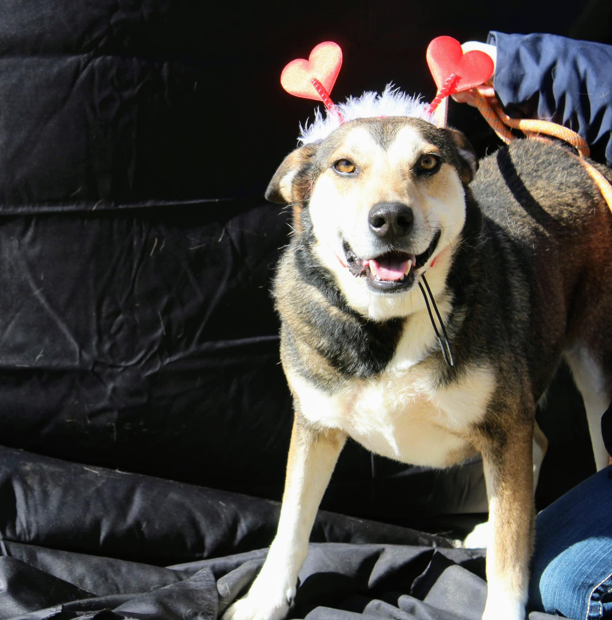 Teddy, a Adoptable German Shepherd Dog in Jacksonville, TX image 1/6