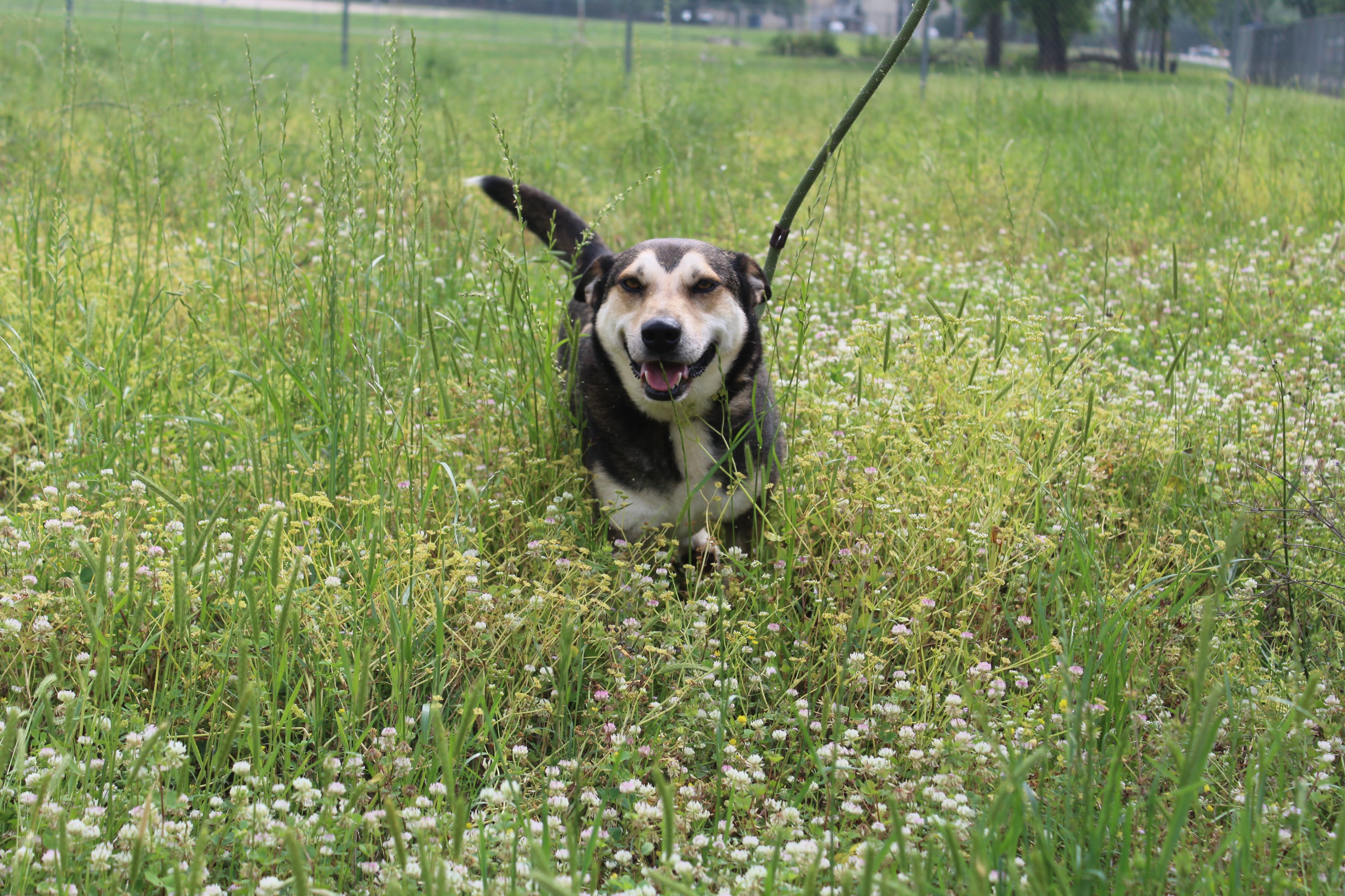 Teddy, a Adoptable German Shepherd Dog in Jacksonville, TX image 5/6