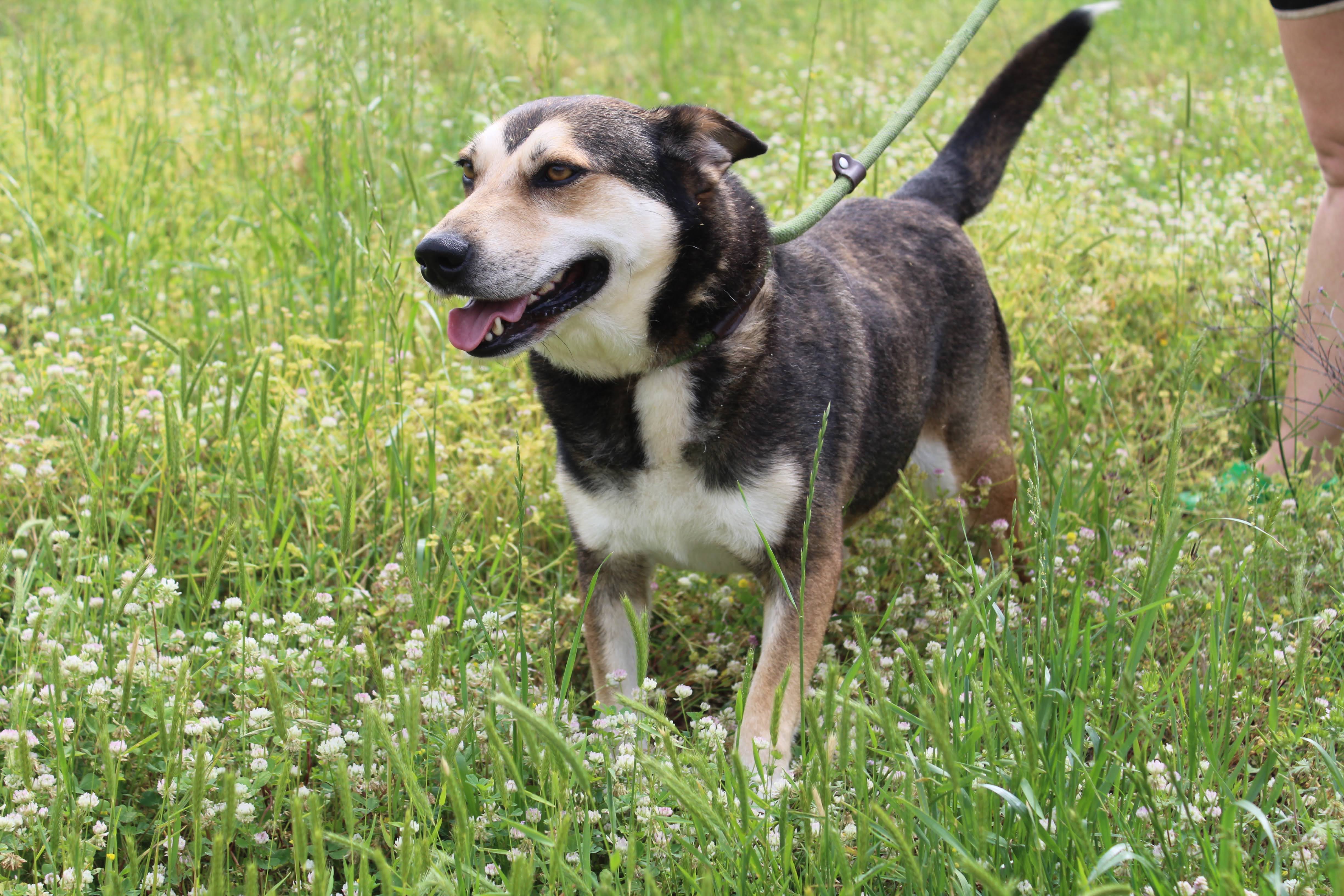 Teddy, a Adoptable German Shepherd Dog in Jacksonville, TX image 6/6