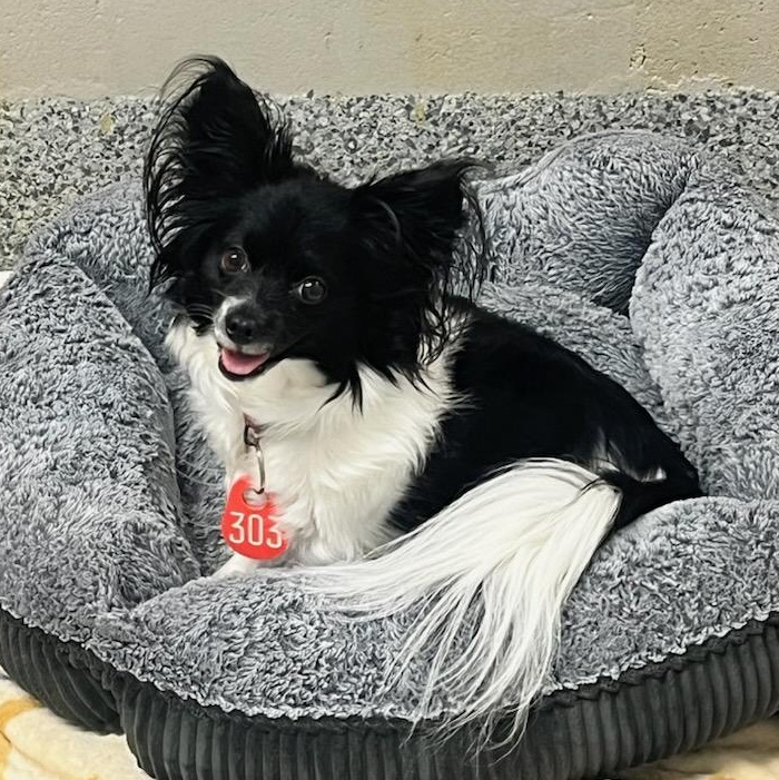 Suzy (ID 51331/1463), adopted, Adult Female Papillon.