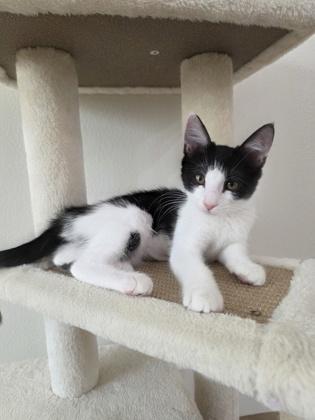 Tuxie and Stitch, Adoptable, Kitten Female Domestic Short Hair & Domestic Short Hair.