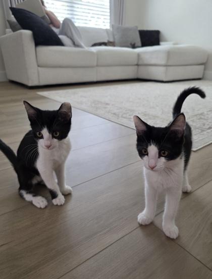 Tuxie and Stitch, a Adoptable mixed breed in Venice, FL image 2/2