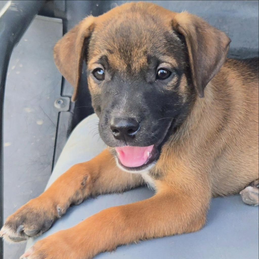 Cashew, Adoptable, Puppy Male Mixed Breed.