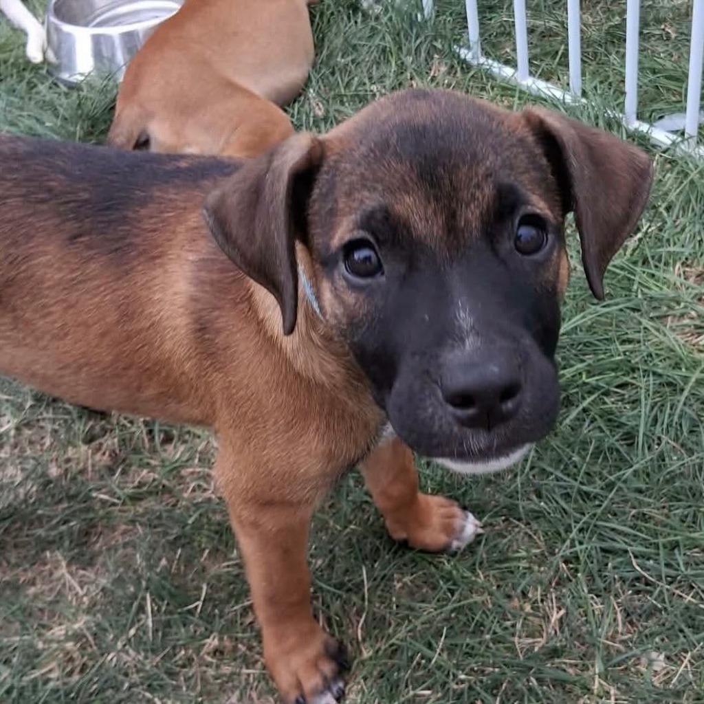 Enlarge Cashew, a Adoptable mixed breed in sun prairie, WI image 3/3