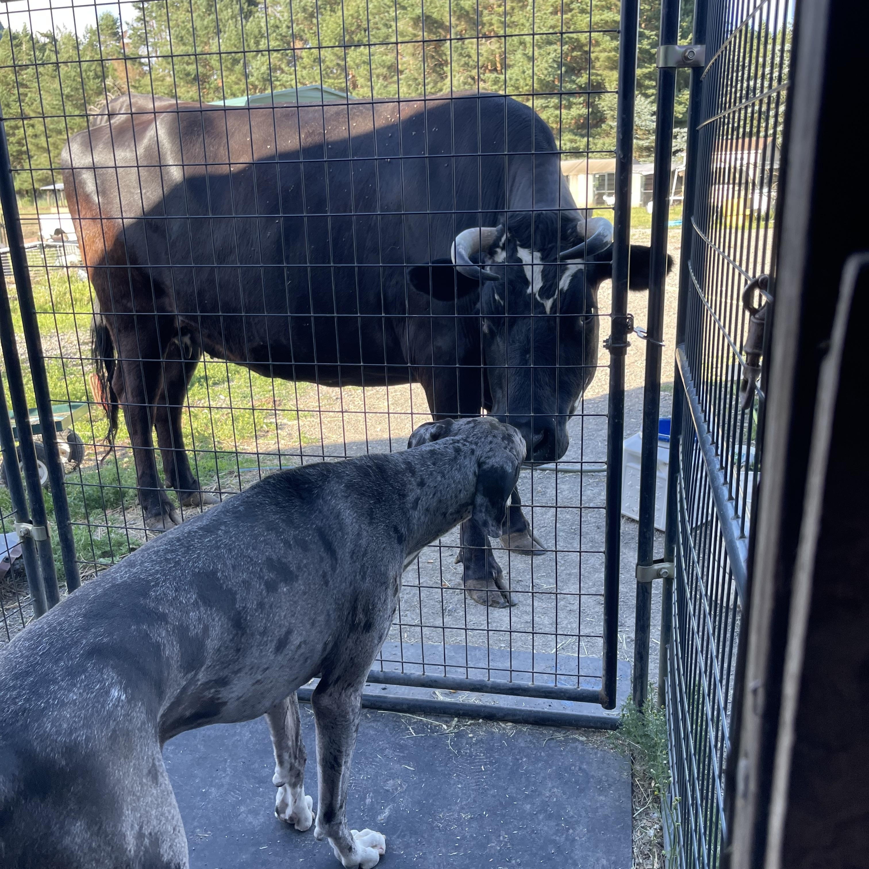 Loki, a Adoptable Great Dane in Oakville, WA image 5/6